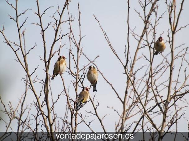 Cria de pajaros paso a paso Cabrejas del Pinar?